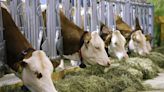 Bird flu may infect cows outside the US, says WHO By Reuters