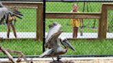 Pelican thrives in Jupiter Farms after being rescued from icy waters 3 years ago