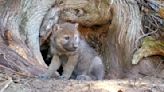 Adorable Wolf Pup Tries To Howl And It's Too Cute To Miss