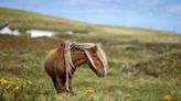 Nova Scotia, Ottawa veto decision to issue offshore petroleum exploration licence off Sable Island