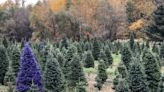 Purple Christmas trees? It's a thing in New York wine country