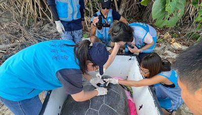 母綠蠵龜12年5度回小琉球產卵 首度裝衛星發報器追蹤