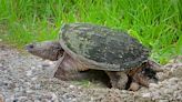 Wildlife Watch: Snapping turtles on the move