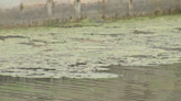 Blue-green algae reported in a Cape Coral canal