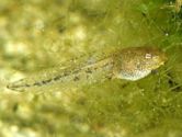 Tadpole