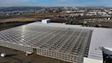 High-tech lettuce farm debuts in east Pasco. Giant greenhouse officially opens