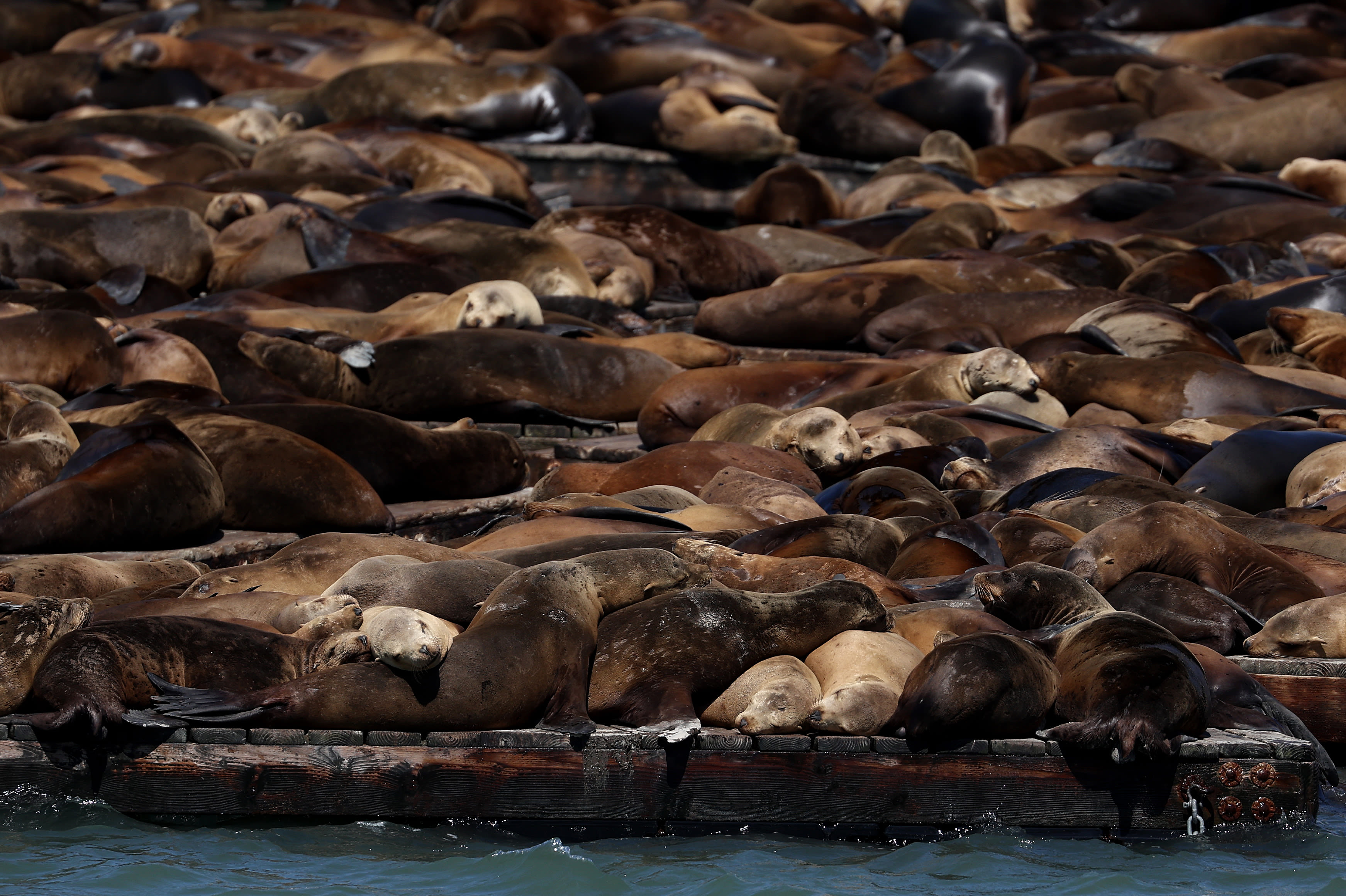 More Than 1,000 Sea Lions Gather at San Francisco's Pier 39, the Largest Group in 15 Years