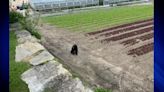 On the move: Bear that delayed school in Arlington spotted at farm in neighboring town