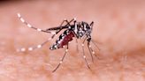 Dengue: why is this sometimes fatal disease increasing around the world?