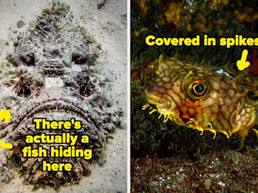 No One Should Ever Go Into The Ocean, And These Pictures Of Terrifying Sea Creatures Will Prove It