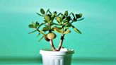 The 7 Best House Plants if You're Never Home