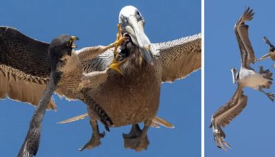 Photographer Found Guilty of Disturbing Extremely Rare Bird of Prey