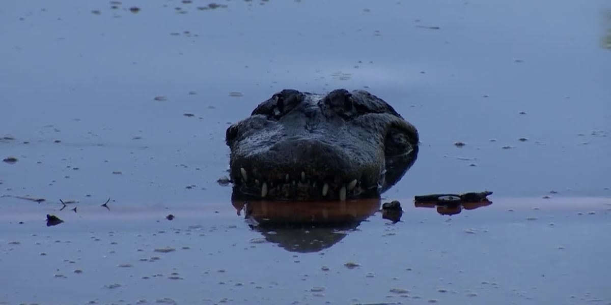 Man has arm amputated after alligator attack in lake