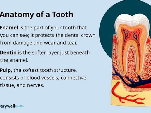 Exploring the Role of Tooth Enamel in Protecting Your Teeth