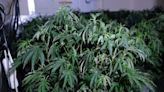 Cops discover 'significant' £373k cannabis farm in South Lanarkshire village