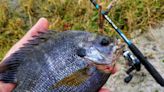 Freshwater: Fishing is good for bluegill and shellcracker around the area
