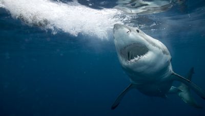 Shark-hunting AI drones to be deployed to save beachgoers from beasts