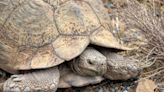 Mojave desert tortoise officially joins California's endangered list