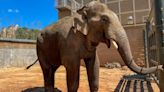 Houston Zoo welcomes new addition to its elephant herd, Chuck