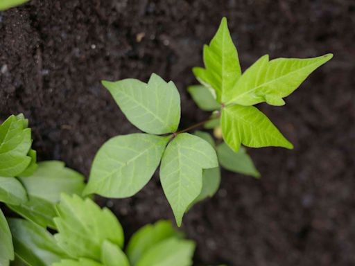 How to Identify and Get Rid of Poison Ivy Safely