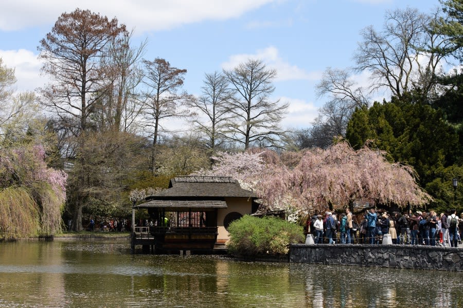 Cherry blossoms at Brooklyn Botanic Garden have hit peak bloom