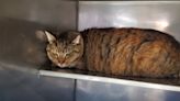 Man dumps cat at Fresno Co. Cat House on the Kings