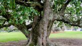 Tree-mendous: University of Alabama tree could earn championship designation