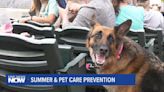 Summer & Pet Care Prevention
