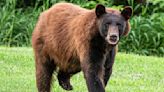 Bear necessity: Leave it alone, Dubuque area wildlife experts say