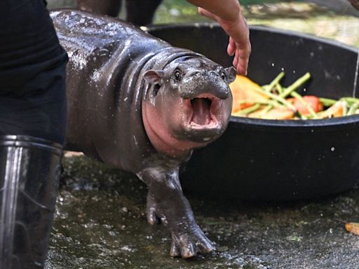 Thailand rejects criticism over pygmy hippo Moo Deng’s ‘lifetime of confinement’