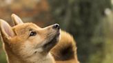 Dogecoin Loses Momentum From Musk Twitter Acquisition News