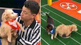 Watch a labradoodle get an 'excessive hydration' penalty in Puppy Bowl XIX first look