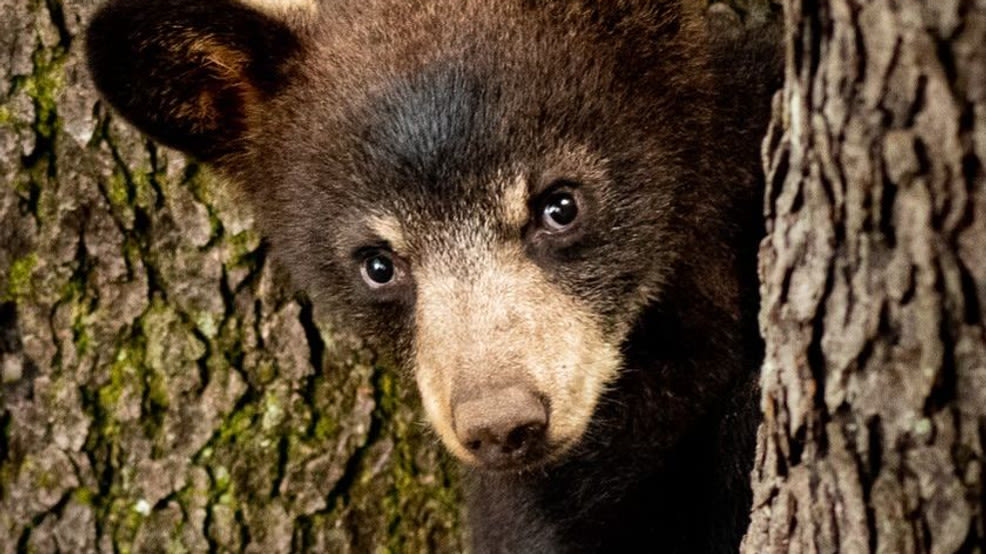 Living in harmony with bears: See how groups are choosing to be 'BearWise'