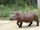 Sumatran rhinoceros