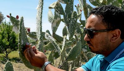 Insect infestation ravages North African prickly pear