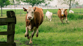 Moment Cows Realize It's 'Their Turn' to Meet New Baby Is Everything