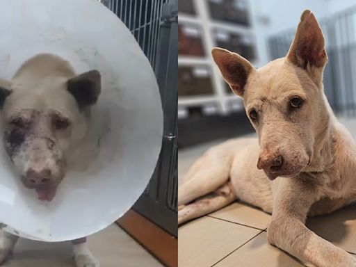 Singapore dog who survived hit-and-run is looking for new home