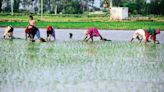 Kharif sowing increases by 33% to 24 million hectares as of 28 June - India Telecom News