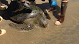 Gigi the sea turtle returns to San Diego Bay after rehab at SeaWorld