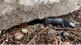 Fatal foot traffic: How conservationists plan to protect salamanders at Presque Isle Park