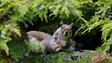 Grey squirrels 'outcompete reds due to their gut bacteria'