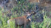 Chronic wasting disease found in two wild deer in Oklahoma