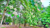 《雲林》桐花、螢火蟲季 週六古坑同步登場