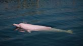 Pink Dolphins Swimming in Louisiana River Surprise Local Fisherman