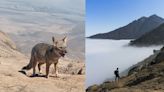 Trujillo: Imponente colchón de nubes y avistamiento de zorros durante ascenso al Cerro Ochiputur