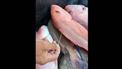 Local angler caught a tagged red snapper in the Gulf of Mexico. What does that mean?