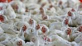 Brazil rules out three potential new cases of Newcastle disease in poultry | World News - The Indian Express