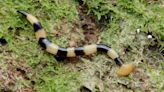 Hammerhead Worms Are Toxic, Invasive and Even Cannibalistic