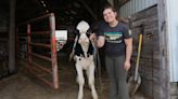 Quadricentennial dairy show in Dodge County celebrates 400 years of dairy cows in North America
