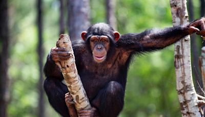 The Chimps Who Learned to Say ‘Mama’